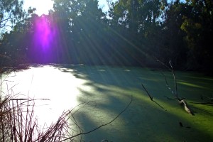 Purple Angel Lagoon